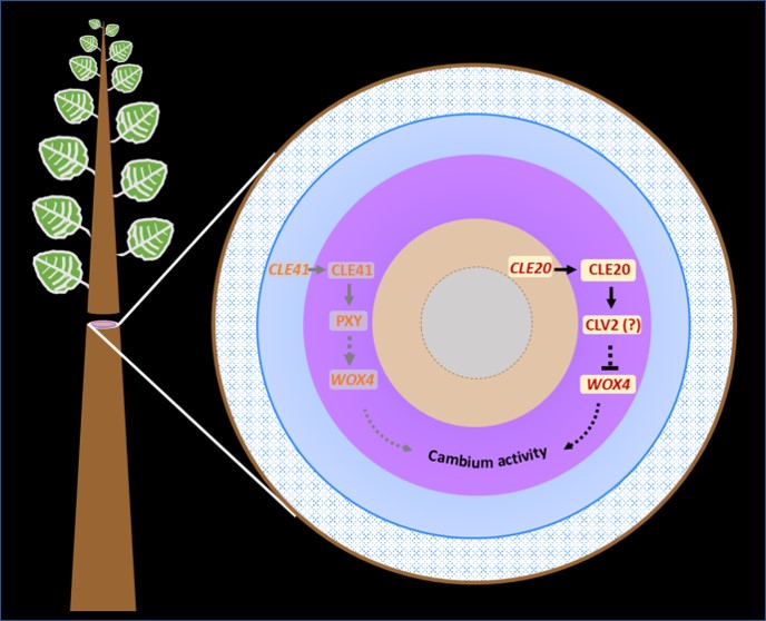 题为"a xylem-produced peptide ptrcle20 inhibits vascular cambium