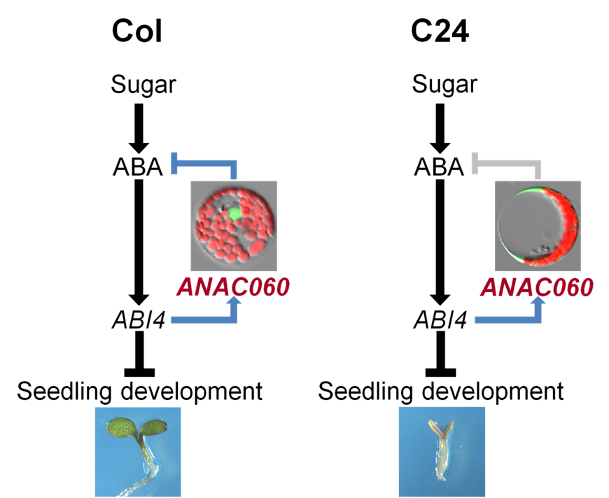 Scientists Uncover Novel Negative Feedback Loop In Sugar Aba Cascade In Plants 中国科学院分子植物科学卓越